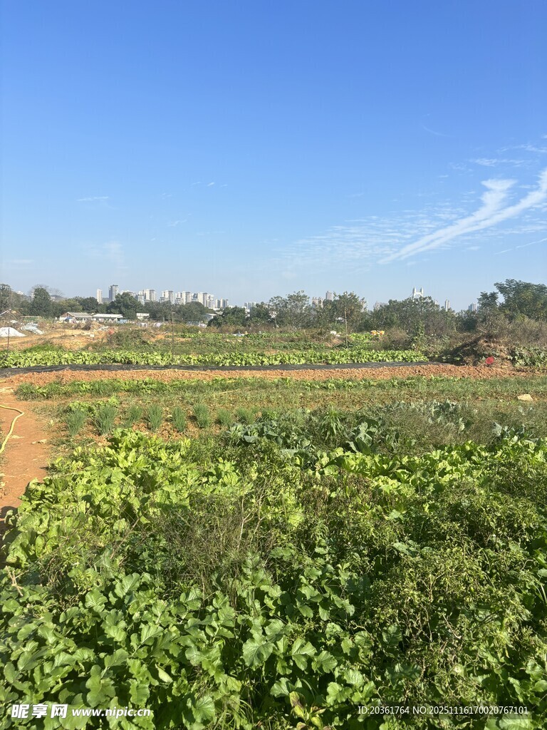 田園風(fēng)光中的繁茂農(nóng)作物