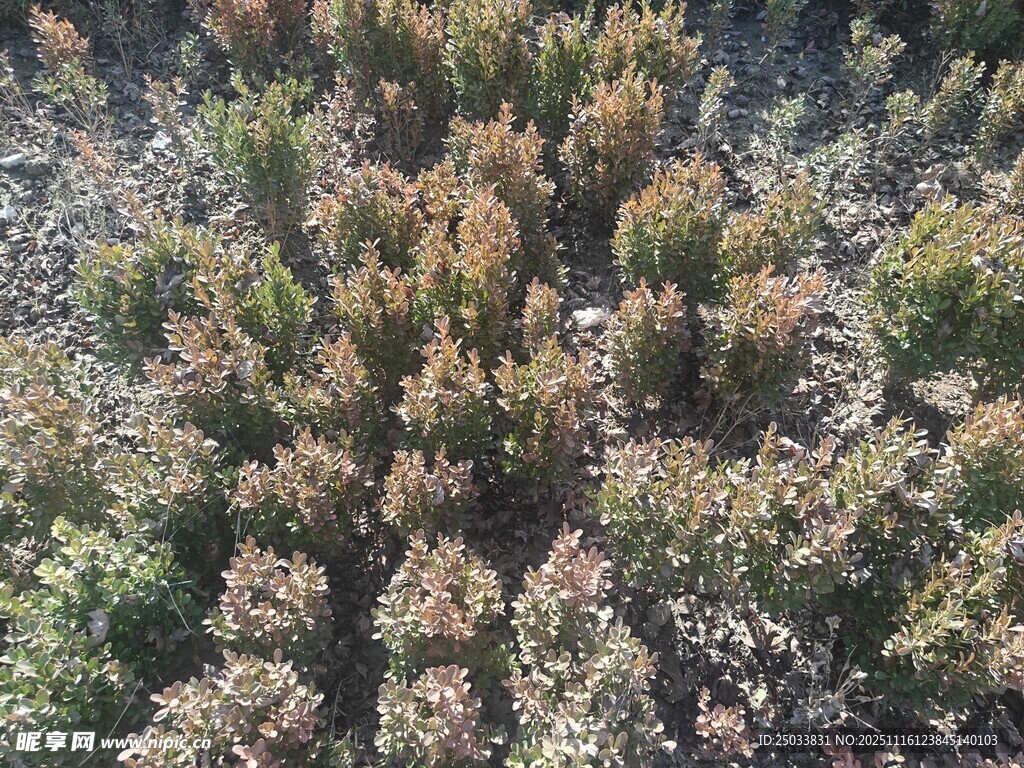 俯瞰多彩植物景觀