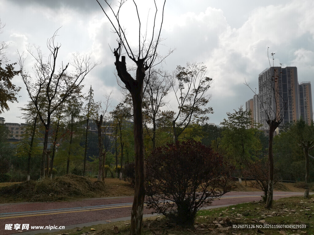 城市公園中的枯樹景觀