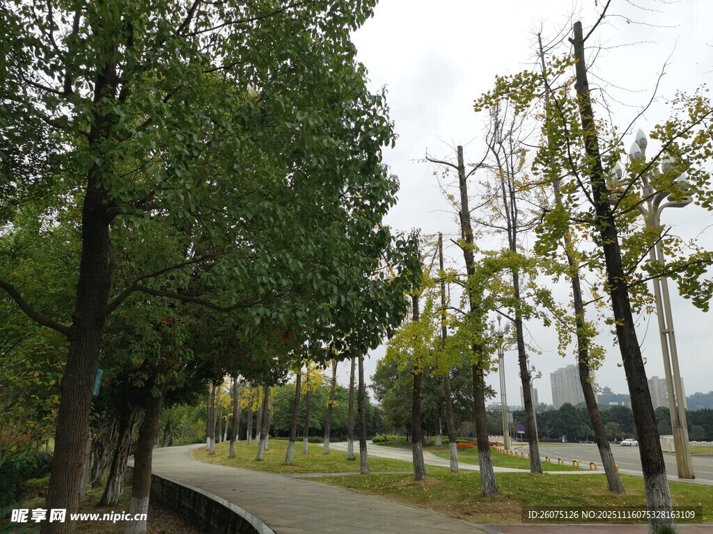 林間小道靜謐自然景致