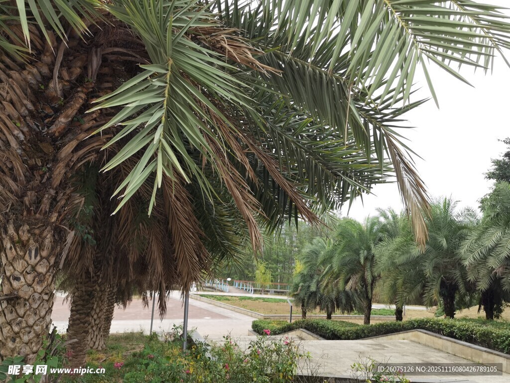 棕櫚樹(shù)林中的寧?kù)o小路