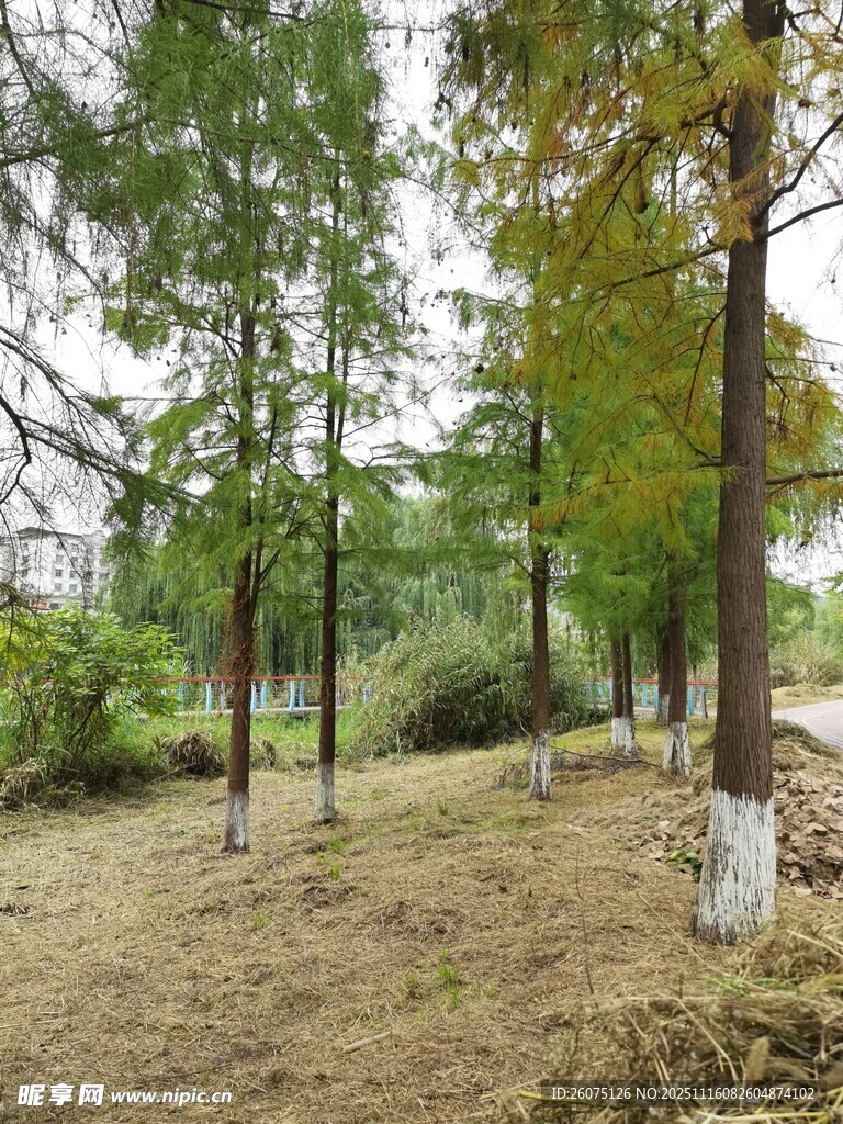 秋日林間靜謐景象