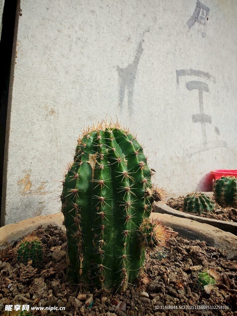 小巧仙人掌盆栽