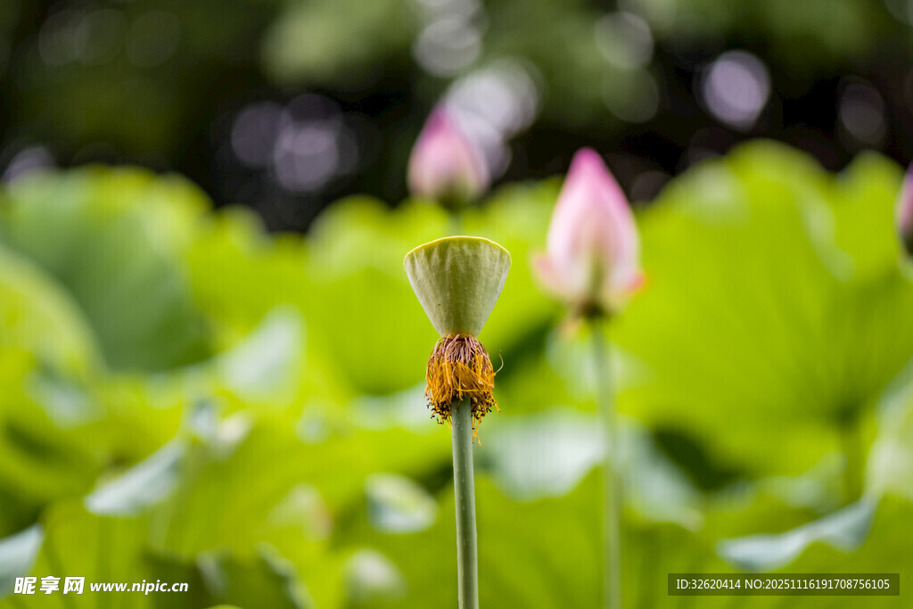 荷塘中綻放的粉嫩荷花
