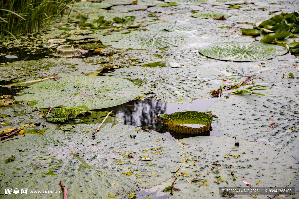 池塘中的漂浮睡蓮葉片