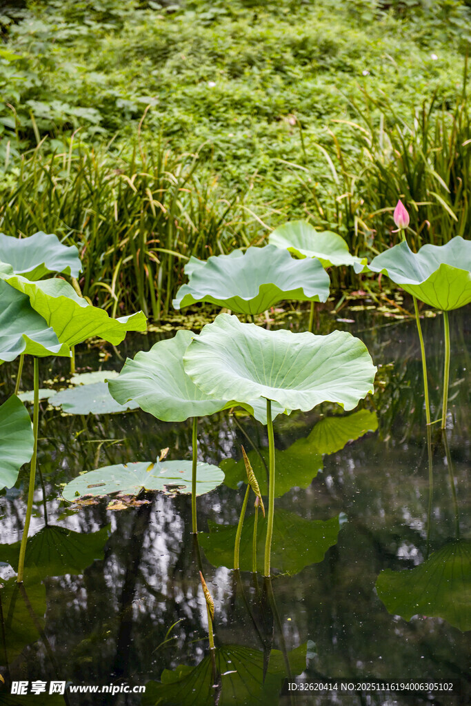 荷塘荷葉景觀