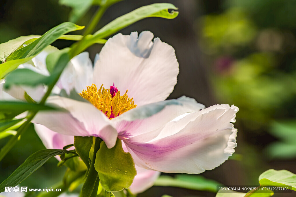 嬌艷綻放的粉色花朵