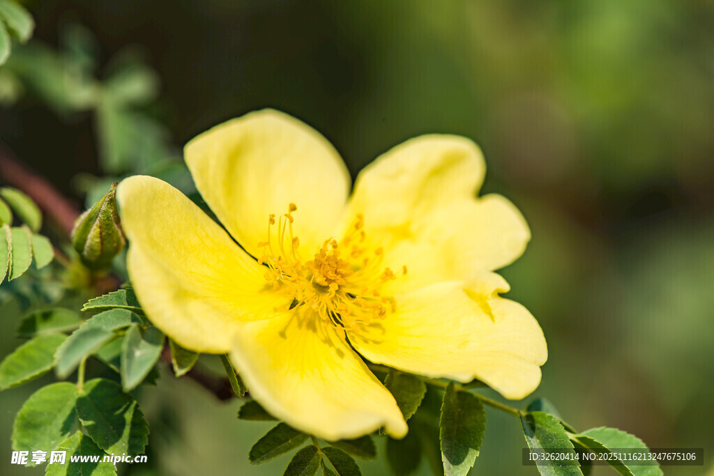 單朵黃色野薔薇綻放