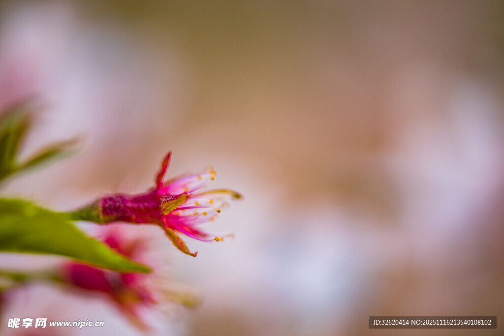 嬌艷粉色小花綻放枝頭