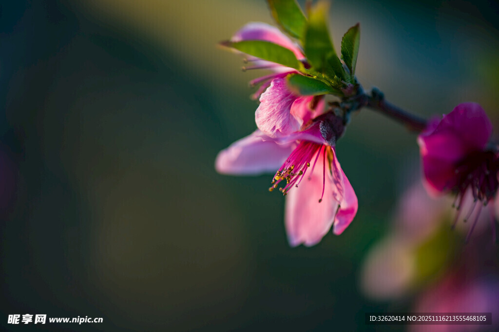 嬌艷桃花枝頭綻放