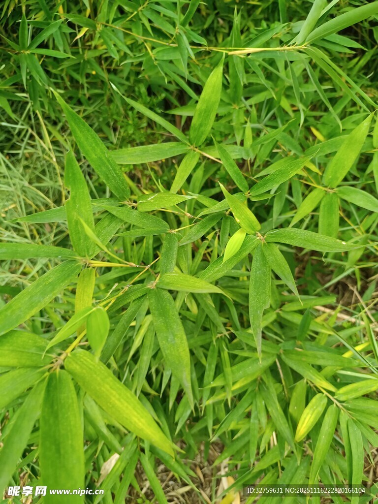嫩綠蓬勃的植物葉片