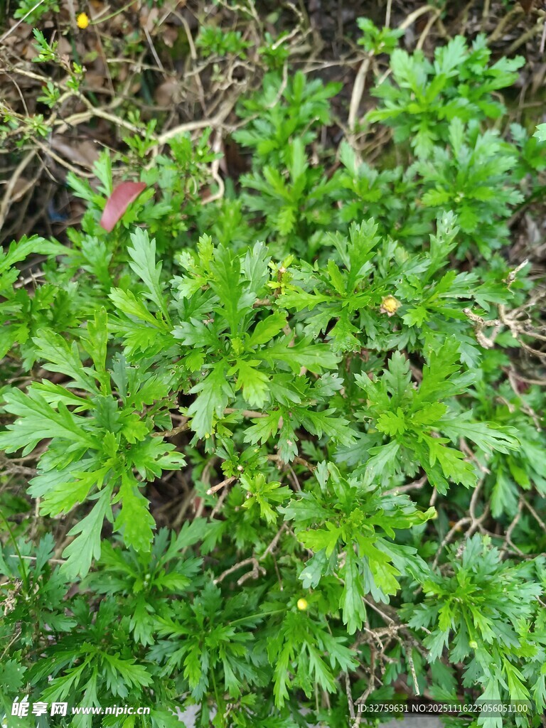 翠綠繁茂的植物景觀