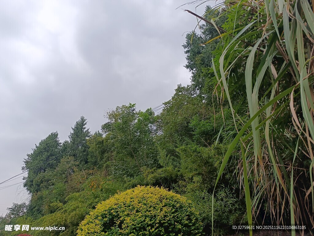 綠意盎然的戶外植物景觀