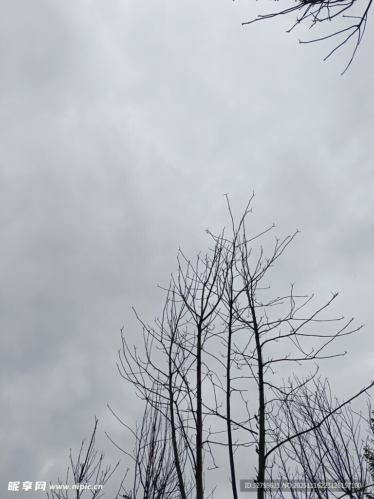 冬日枯樹與陰沉天空