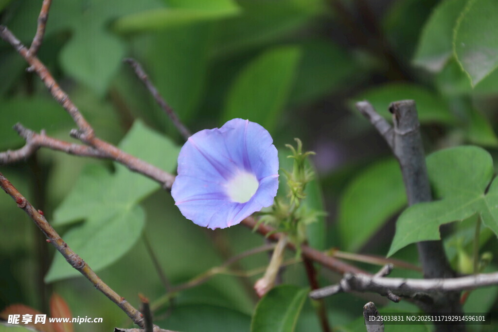 藍(lán)花綻于枝間