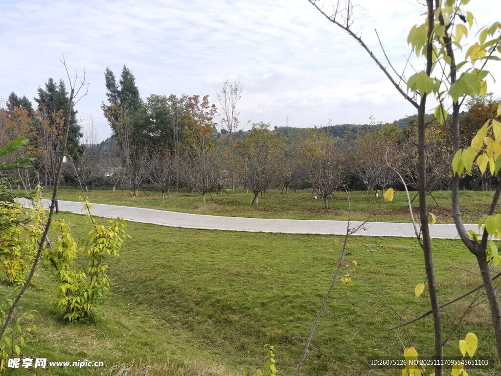 春日林間小路風(fēng)景