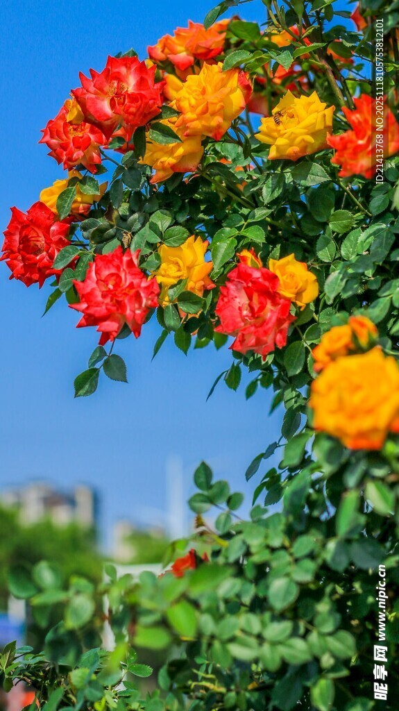 多彩月季花綻放
