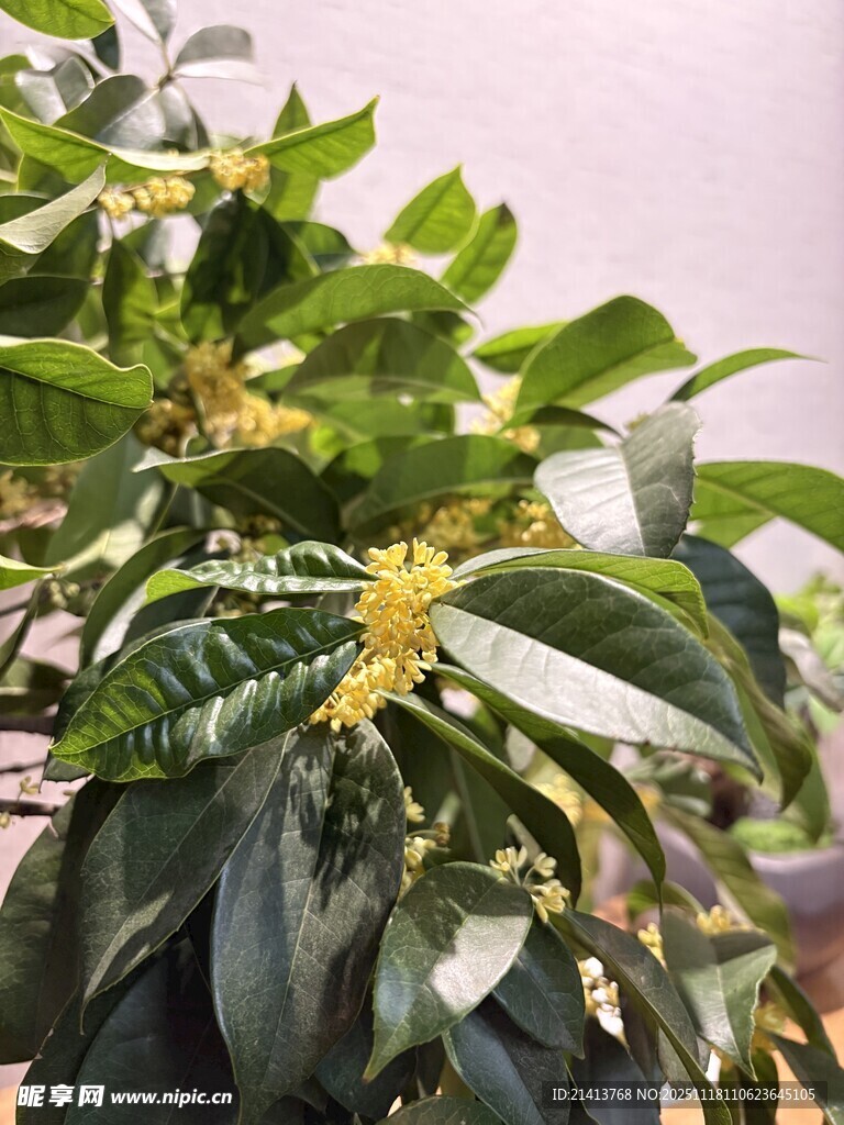 盛開的桂花枝頭