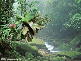 巴西波凱那國家公園熱帶雨林