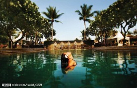 泳池美女 出水芙蓉