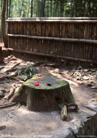 日式風(fēng)格建筑攝影