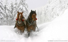 雪中奔跑的马