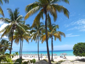 沙滩棕榈树图片