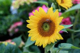 蜜蜂在向日葵上采蜜