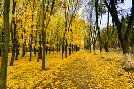 秋季地上落叶摄影图片