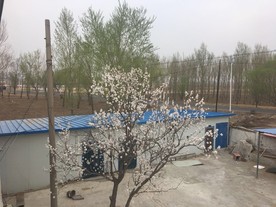 梨花
