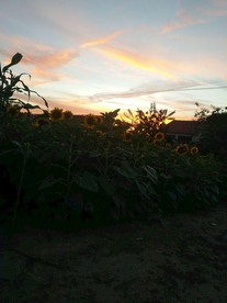 夕阳