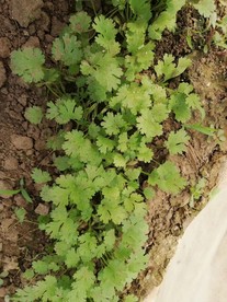 香菜