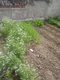 青菜