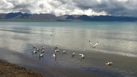 海鸥
