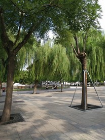 柳树
