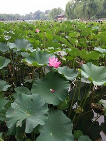 荷花