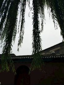 柳树