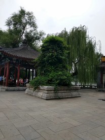 树木