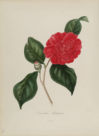 手绘插画 茶花 装饰画 图谱