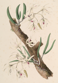 手绘插画 花卉装饰画 花草图谱