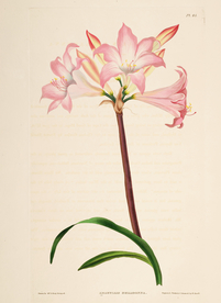 手绘插画 花卉装饰画 花草图谱