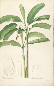 手绘插画 花卉装饰画 花草图谱