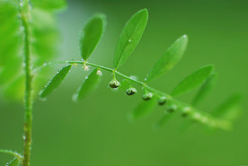 晨曦露珠图片