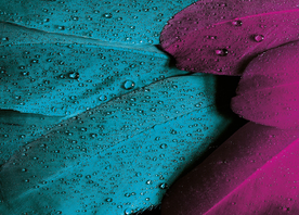 露水露珠水珠图片背景