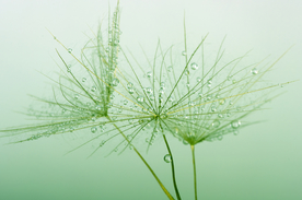 露水露珠水珠图片背景