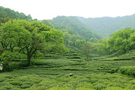 茶山