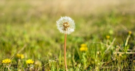 蒲公英图片