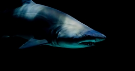 海洋生物鲨鱼霸主