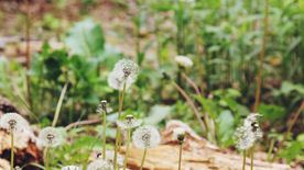 蒲公英蒲公英花图片