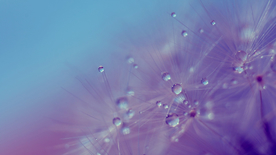 蒲公英蒲公英花图片